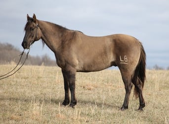 American Quarter Horse, Ruin, 15 Jaar, 155 cm, Grullo