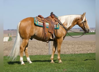 American Quarter Horse, Ruin, 15 Jaar, 155 cm, Palomino