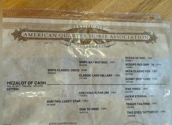 American Quarter Horse, Ruin, 15 Jaar, 155 cm, Palomino