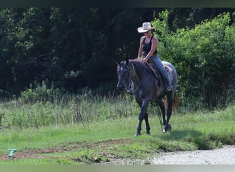 American Quarter Horse, Ruin, 15 Jaar, 155 cm, Roan-Blue