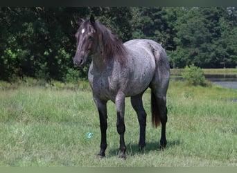American Quarter Horse, Ruin, 15 Jaar, 155 cm, Roan-Blue