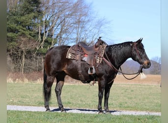 American Quarter Horse, Ruin, 15 Jaar, 155 cm, Roodbruin