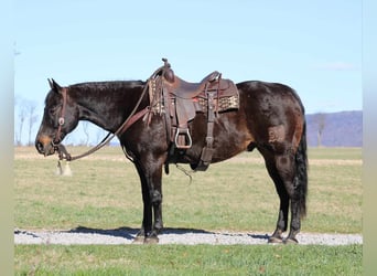 American Quarter Horse, Ruin, 15 Jaar, 155 cm, Roodbruin
