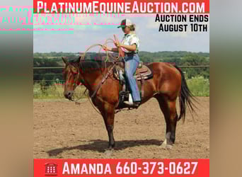 American Quarter Horse, Ruin, 15 Jaar, 155 cm, Roodbruin