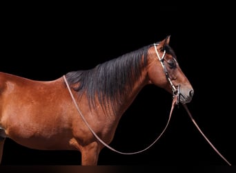 American Quarter Horse, Ruin, 15 Jaar, 155 cm, Roodbruin