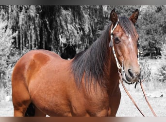 American Quarter Horse, Ruin, 15 Jaar, 155 cm, Roodbruin