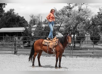 American Quarter Horse, Ruin, 15 Jaar, 155 cm, Roodbruin