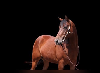 American Quarter Horse, Ruin, 15 Jaar, 155 cm, Roodbruin