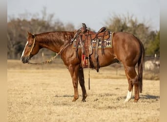 American Quarter Horse, Ruin, 15 Jaar, 155 cm, Roodvos