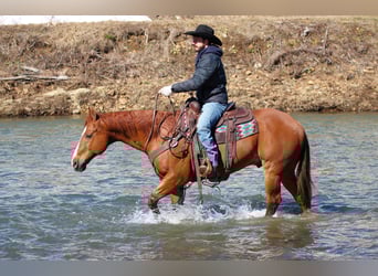 American Quarter Horse, Ruin, 15 Jaar, 155 cm, Roodvos