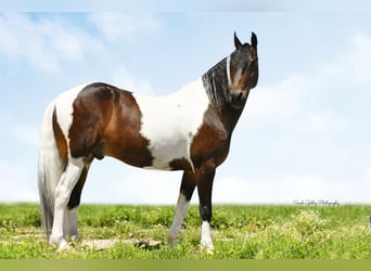 American Quarter Horse, Ruin, 15 Jaar, 155 cm, Tobiano-alle-kleuren