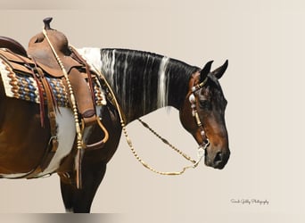 American Quarter Horse, Ruin, 15 Jaar, 155 cm, Tobiano-alle-kleuren