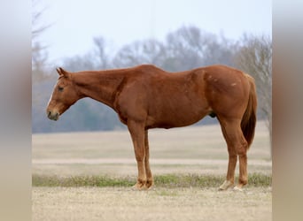 American Quarter Horse, Ruin, 15 Jaar, 157 cm, Donkere-vos