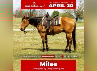 American Quarter Horse, Ruin, 15 Jaar, 157 cm, Falbe