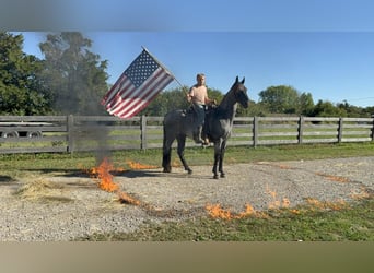 American Quarter Horse, Ruin, 15 Jaar, 157 cm, Roan-Blue