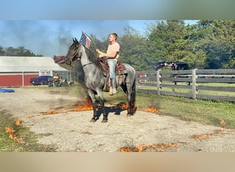 American Quarter Horse, Ruin, 15 Jaar, 157 cm, Roan-Blue