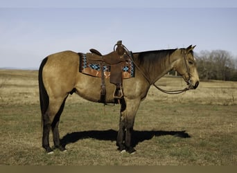 American Quarter Horse, Ruin, 15 Jaar, 160 cm, Buckskin