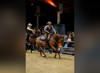 American Quarter Horse Mix, Ruin, 15 Jaar, 160 cm, Red Dun