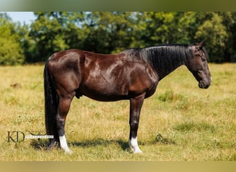 American Quarter Horse, Ruin, 15 Jaar, 160 cm, Zwart