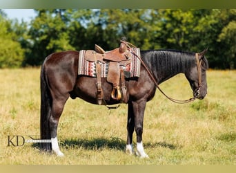 American Quarter Horse, Ruin, 15 Jaar, 160 cm, Zwart