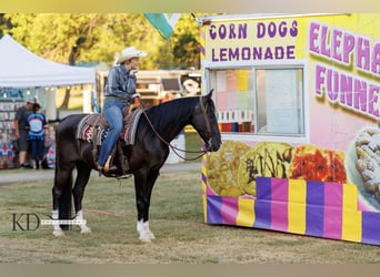 American Quarter Horse, Ruin, 15 Jaar, 160 cm, Zwart