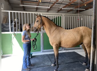 American Quarter Horse Mix, Ruin, 15 Jaar, 163 cm, Buckskin