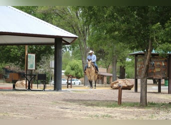 American Quarter Horse, Ruin, 15 Jaar, 163 cm, Buckskin