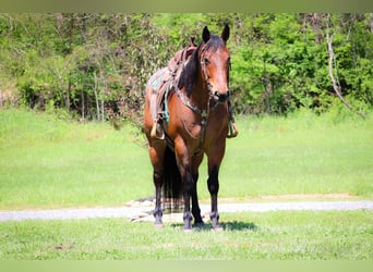 American Quarter Horse, Ruin, 15 Jaar, 165 cm, Roan-Bay