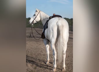American Quarter Horse, Ruin, 15 Jaar, 173 cm, Schimmel