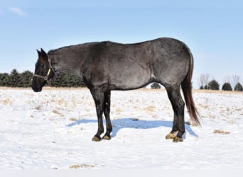American Quarter Horse, Ruin, 15 Jaar, Blauwschimmel
