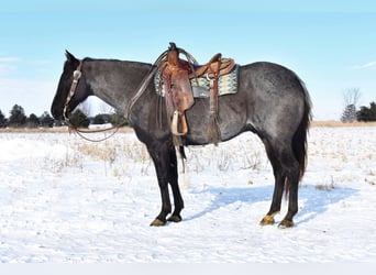 American Quarter Horse, Ruin, 15 Jaar, Blauwschimmel