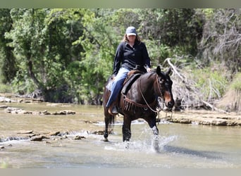 American Quarter Horse, Ruin, 15 Jaar, Bruin