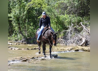 American Quarter Horse, Ruin, 15 Jaar, Bruin