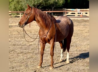 American Quarter Horse, Ruin, 15 Jaar, Roan-Red