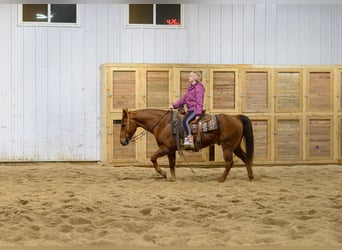 American Quarter Horse, Ruin, 15 Jaar, Roodvos