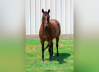 American Quarter Horse, Ruin, 15 Jaar