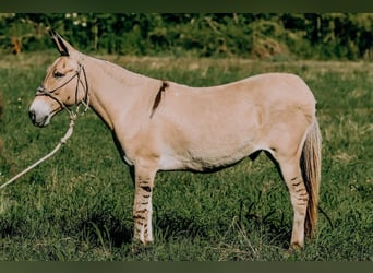 American Quarter Horse, Ruin, 16 Jaar, 132 cm, Palomino