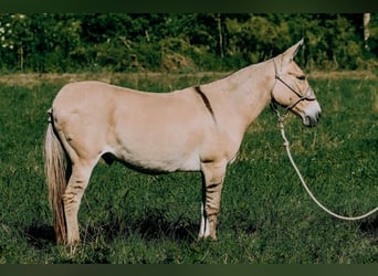 American Quarter Horse, Ruin, 16 Jaar, 132 cm, Palomino