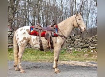 American Quarter Horse, Ruin, 16 Jaar, 145 cm, Champagne