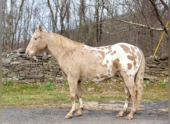 American Quarter Horse, Ruin, 16 Jaar, 145 cm, Champagne