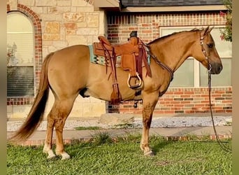 American Quarter Horse, Ruin, 16 Jaar, 147 cm, Falbe