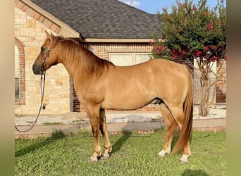 American Quarter Horse, Ruin, 16 Jaar, 147 cm, Falbe