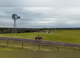 American Quarter Horse, Ruin, 16 Jaar, 147 cm, Roodvos