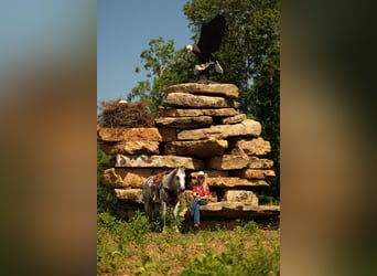 American Quarter Horse, Ruin, 16 Jaar, 147 cm, Schimmel