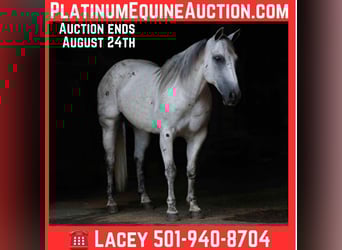 American Quarter Horse, Ruin, 16 Jaar, 147 cm, Schimmel