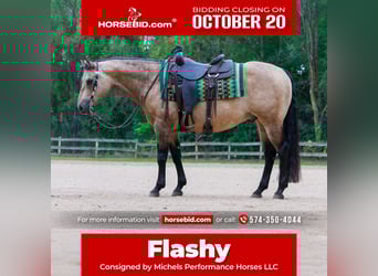 American Quarter Horse, Ruin, 16 Jaar, 150 cm, Buckskin