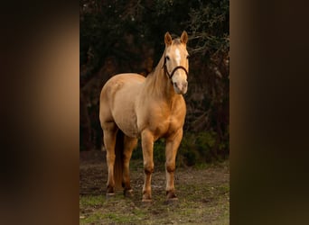 American Quarter Horse, Ruin, 16 Jaar, 150 cm, Champagne