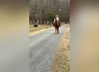 American Quarter Horse, Ruin, 16 Jaar, 150 cm, Donkere-vos