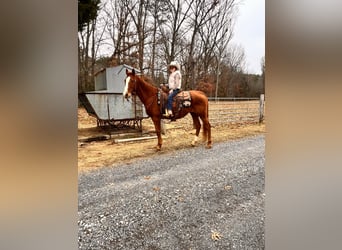 American Quarter Horse, Ruin, 16 Jaar, 150 cm, Donkere-vos