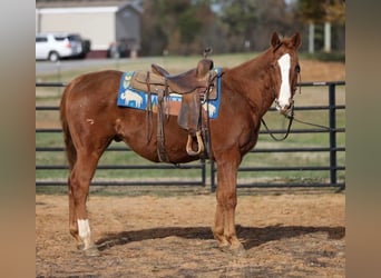 American Quarter Horse, Ruin, 16 Jaar, 150 cm, Donkere-vos